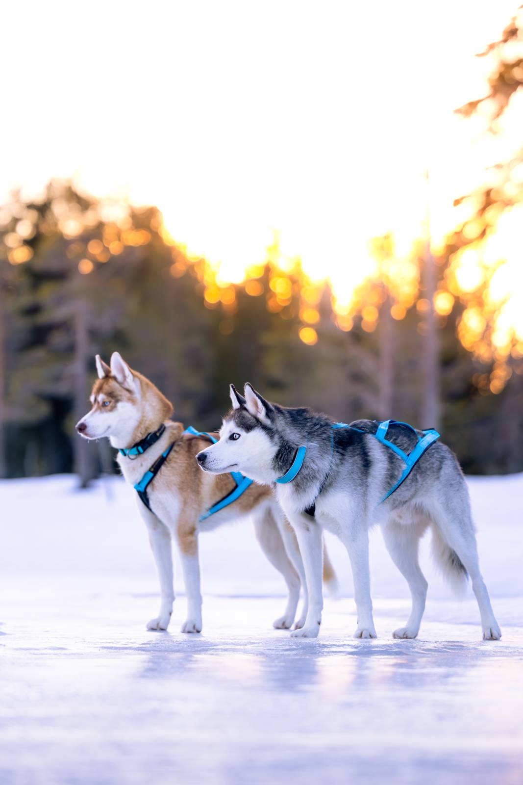 V.I.P. R-harness Turquoise - Image 2