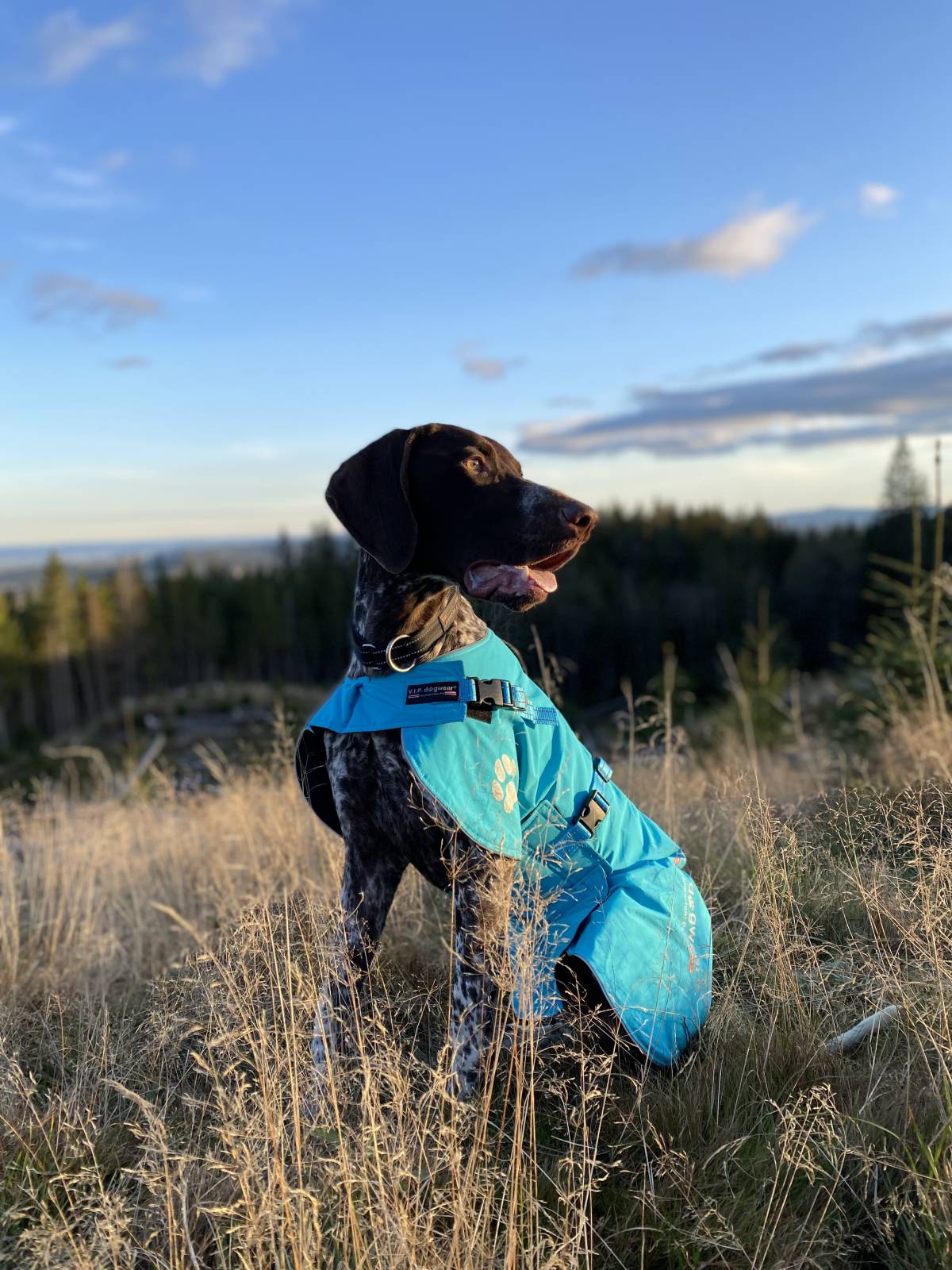 V.I.P. FAST TRACK cover turquoise - Image 4