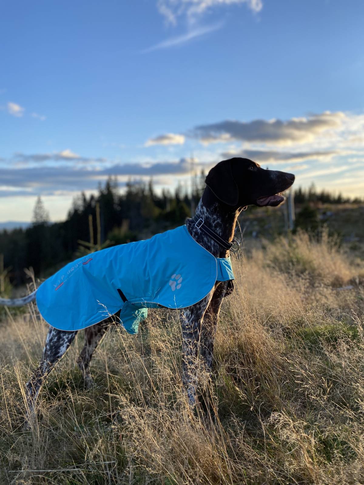 V.I.P. FAST TRACK cover turquoise - Image 3