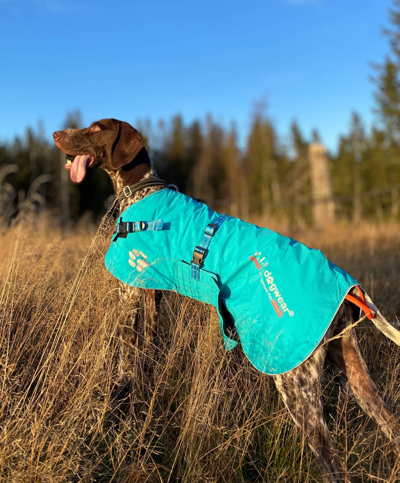 V.I.P. FAST TRACK cover turquoise - Image 2