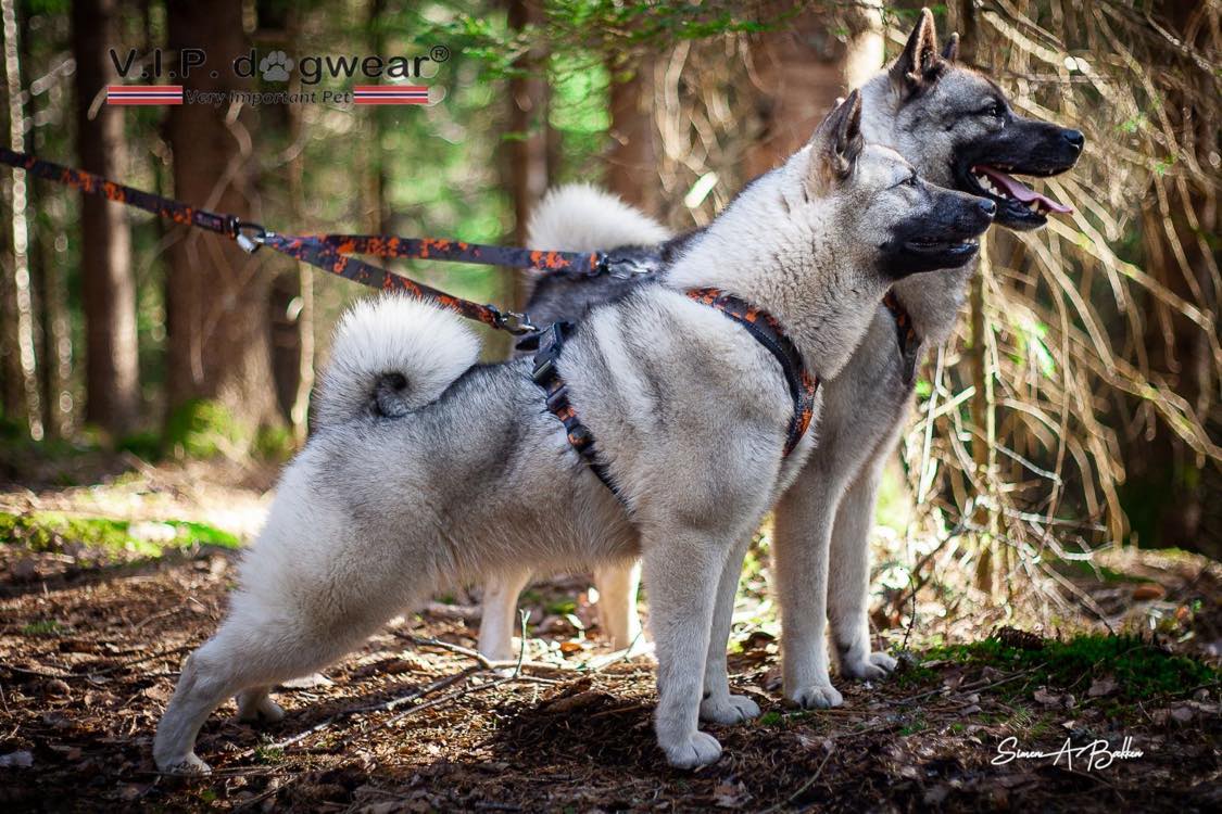 V.I.P. HUNTING Hanefot 2-hunder - Bilde 2