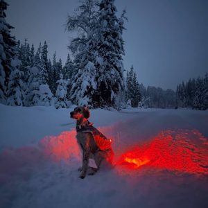 V.I.P. Pet sikkerhetslys rød