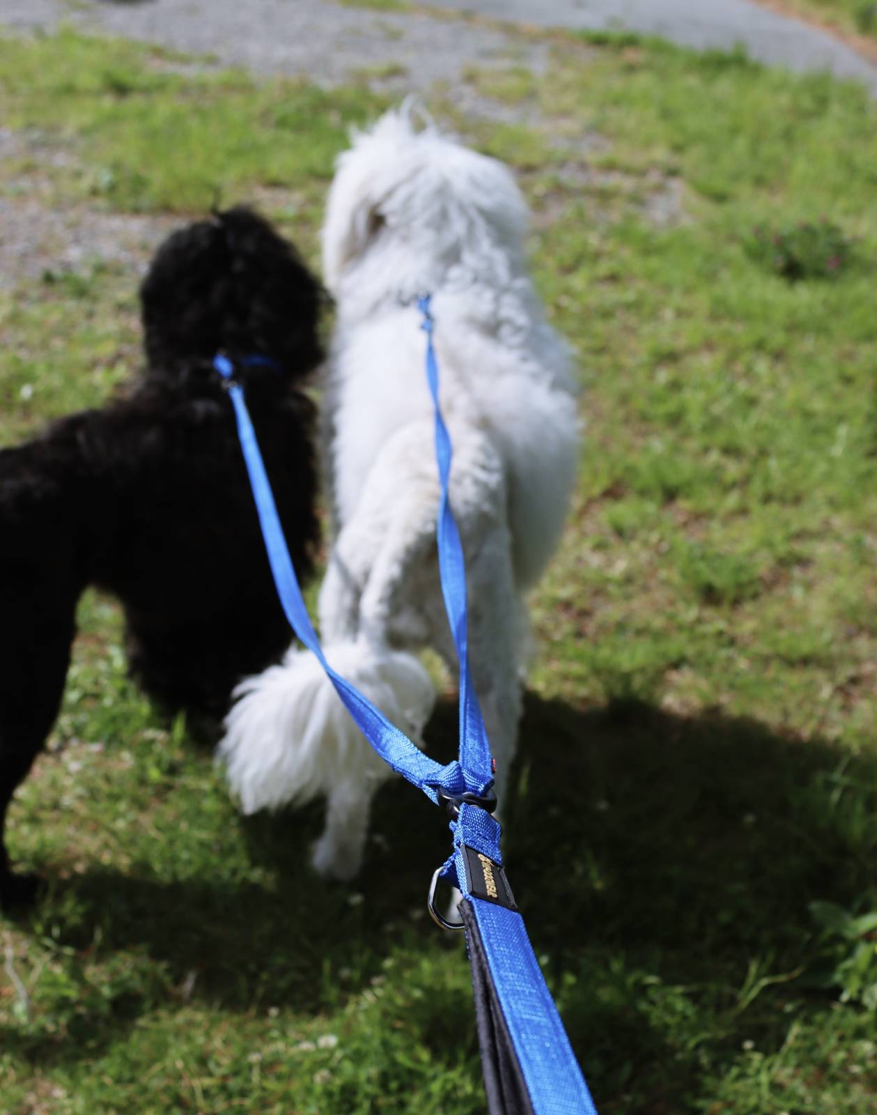 VIP Walker duo leiebånd - Bilde 2