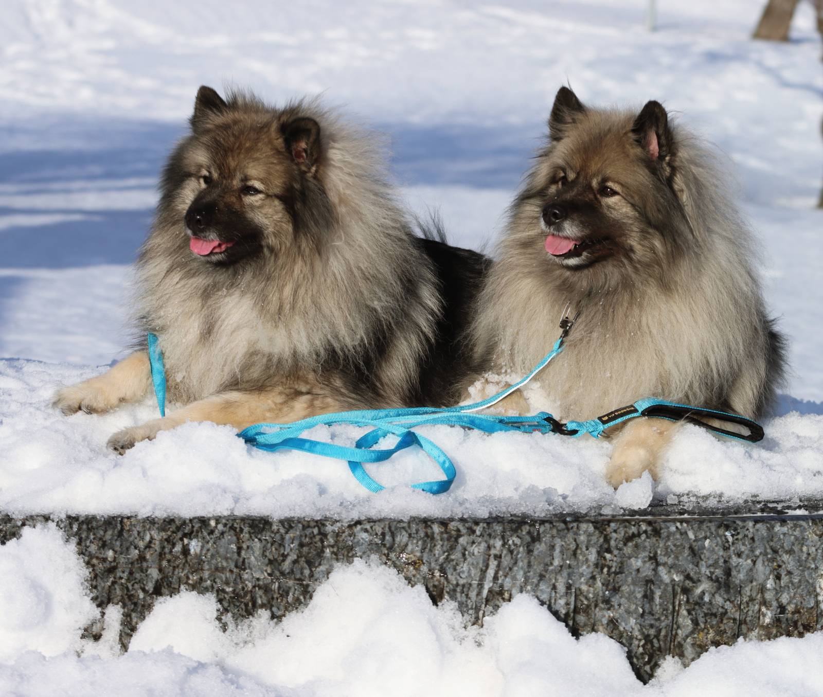 VIP Walker duo leiebånd - Bilde 9