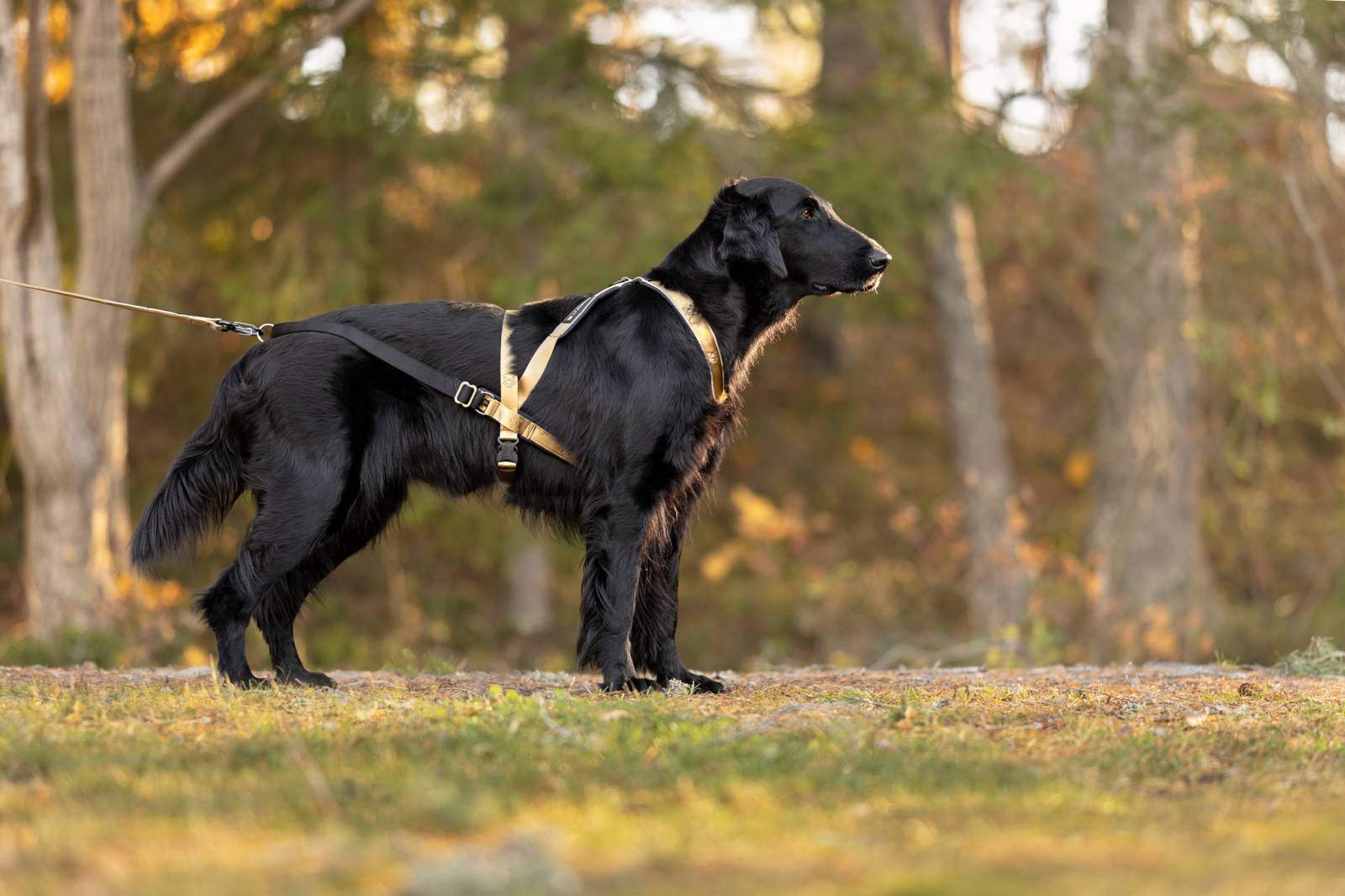 VIP Multisport Harness (Signature Gold) - Image 3