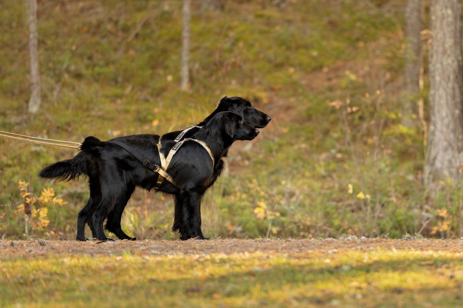 VIP Multisport Harness (Signature Gold) - Image 4