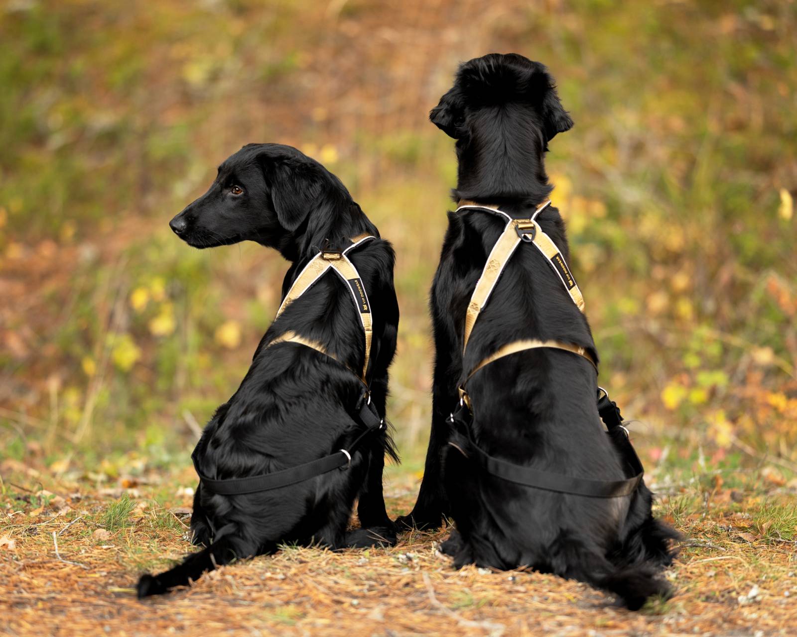 VIP Multisport Harness (Signature Gold) - Image 2